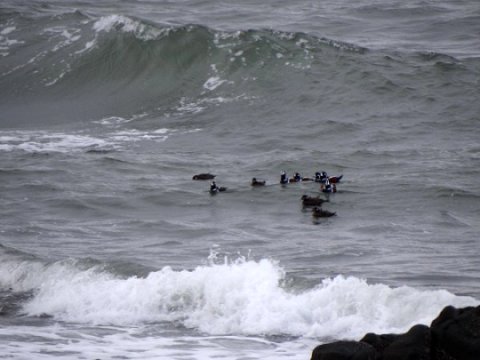 Harlequin Ducks at Port George - Dec. 20, 2012 - Larry Neil